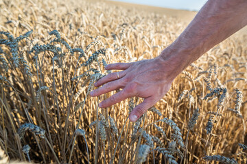  human hand and field of wheat with ears