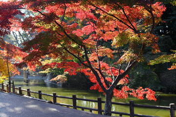 池と紅葉