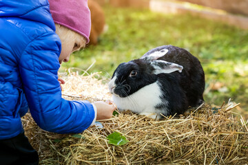 little girl feeding rabbit with grass at mini zoo