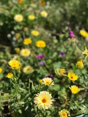 Flowers in the garden 