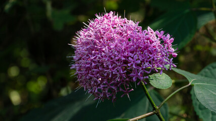 Clerodendrum bungei bud with purple cap in garden. Close-up flower in natural sunlight on blurred dark green background. Flower landscape for nature wallpaper. Place for your text. Selective focus