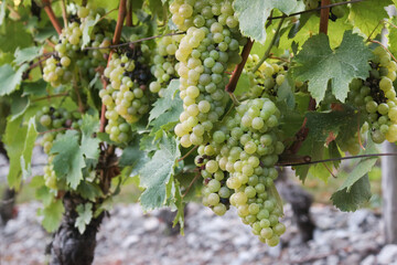 A ripe white grapevine in a vineyard of Savoie viticulture on its branches with leaves and its...