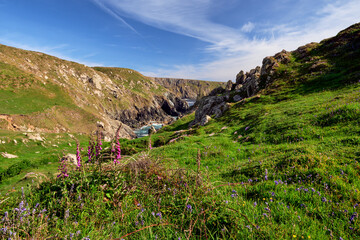 Late spring flowers and dramatic coastal scenery. Lizard Peninsula, Cornwall, UK