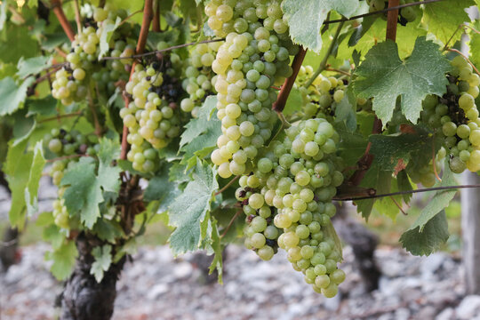 A ripe white grapevine in a vineyard of Savoie viticulture on its branches with leaves and its tree, green nature background 
