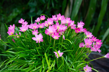 beautiful pink flowers in the garden