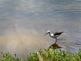 Waterfowl foraging for food in the mangrove forest