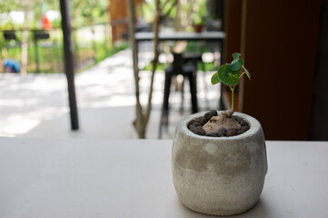 Small pots of ornamental plants are on the table.