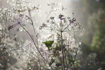 flowers in the fog