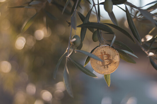 a bitcoin coin coming out of an olive tree.
