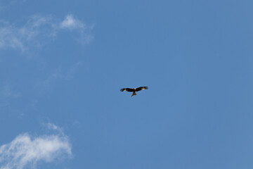 bird in flight 