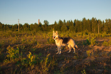 Fototapeta na wymiar Mongrel dog standing in a field