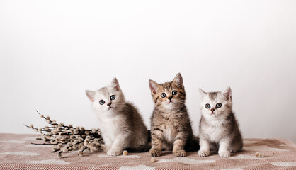 Kleines Britisches, Kurzes Kätzchen
