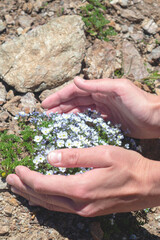 Female hands hold wild mountain flowers growing from stone. Concept of conservation of nature and endangered plant species.