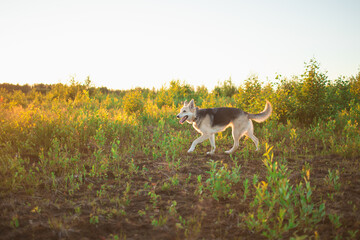 Mongrel dog standing in a field