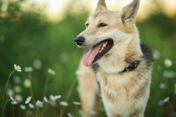 Mongrel dog standing in a field