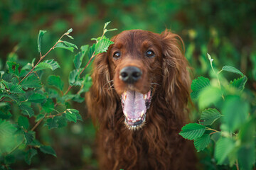 red dog Irish setter in summer, in the Park on the grass