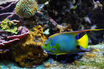 Queen angelfish Holacanthus ciliaris aka the blue angelfish, golden angelfish or yellow angelfish in sea
