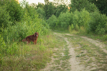 red dog Irish setter in summer, in the Park on the grass