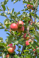 ripe apple hanging at the apple tree