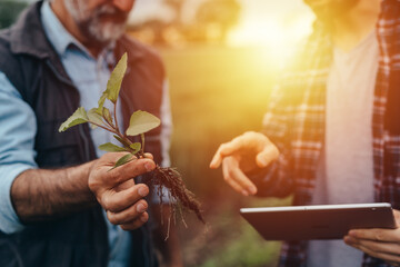 agricultural workers examining weeds on corn field