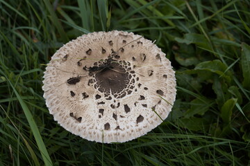 Parasol mushroom (Macrolepiota procera) is a basidiomycete fungus with a large, prominent fruiting body resembling a lady's parasol.