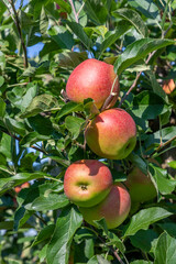 ripe apple hanging at the apple tree