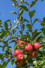 ripe apple hanging at the apple tree