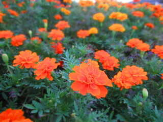 マリーゴールド