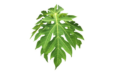 Isolated a single fresh papaya leaf with clipping paths.