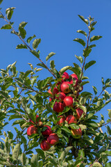 ripe apple hanging at the apple tree