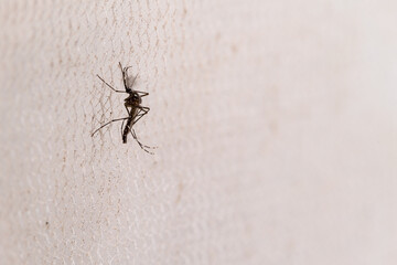 Aedes aegypti Mosquito on white mosquito wire mesh