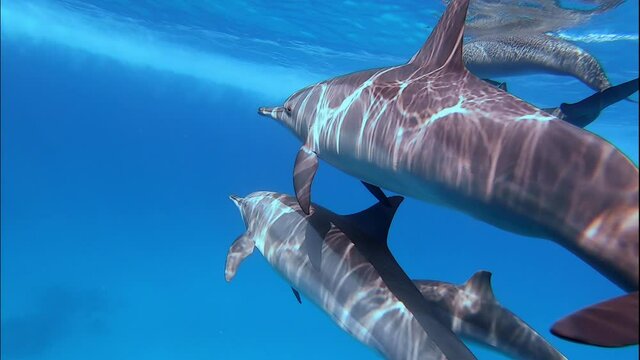 Axle Natural scene of pod of dolhins swimming together through clear ocean water. Underwater mammals in natural habitat. Beautiful water reflections on dolhin bodies. Group of friendly dolphins in the