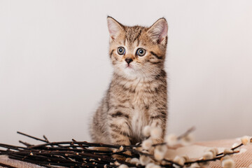 Kleines Britisches, Kurzes Kätzchen