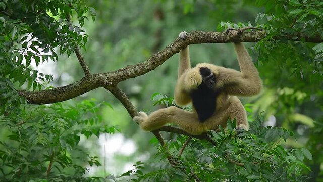 White cheeked gibbon hanging on the tree is very abundant environment.