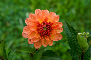 Bright orange dahlia flower growing in a field outdoors. Afternoon rain rests on the petals.