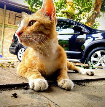 cat oyen