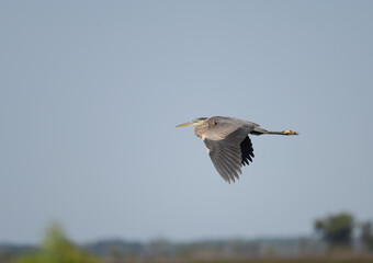 Great Blue Heron in flight