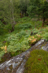 Killarny. Forest. Ireland. Ring of Kerry. South west coast. Ferns.