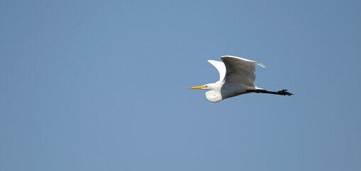 Obraz premium Great White Egret in flight