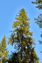 The top of a spruce against the blue sky. Real needles on a coniferous tree