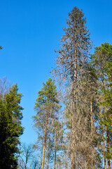 The top of a spruce against the blue sky. Real needles on a coniferous tree