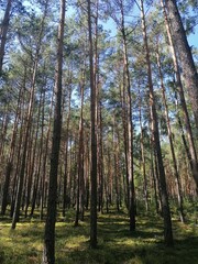 Obraz premium forest in autumn