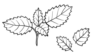 Leaves of plants. Herbs for cooking or cosmetics. Hand drawn decorative leaves with zigzag line edges. Graphic sketch of leaves similar to mint, peppermint, nettle, birch. Isolated on white. Vector.