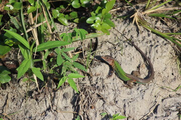 colored lizard
