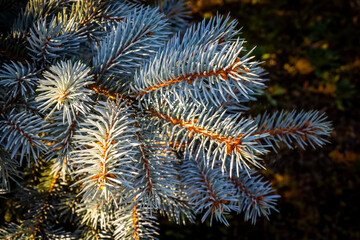 Naklejka na ściany i meble Branches of decorative blue spruce in the backyard.