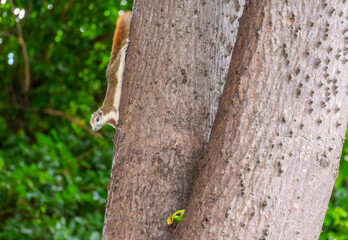 Squirrels foraging for food during the day