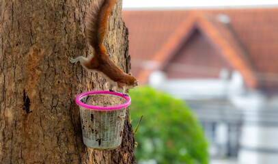Squirrels foraging for food during the day