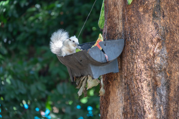 Squirrel eating in a black basket
