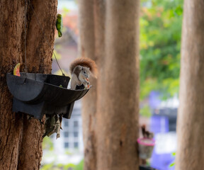 Squirrel eating in a black basket