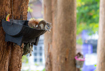 Squirrel eating in a black basket